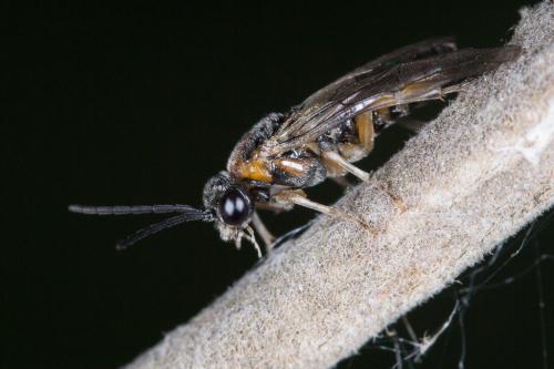 Mesoneura opaca